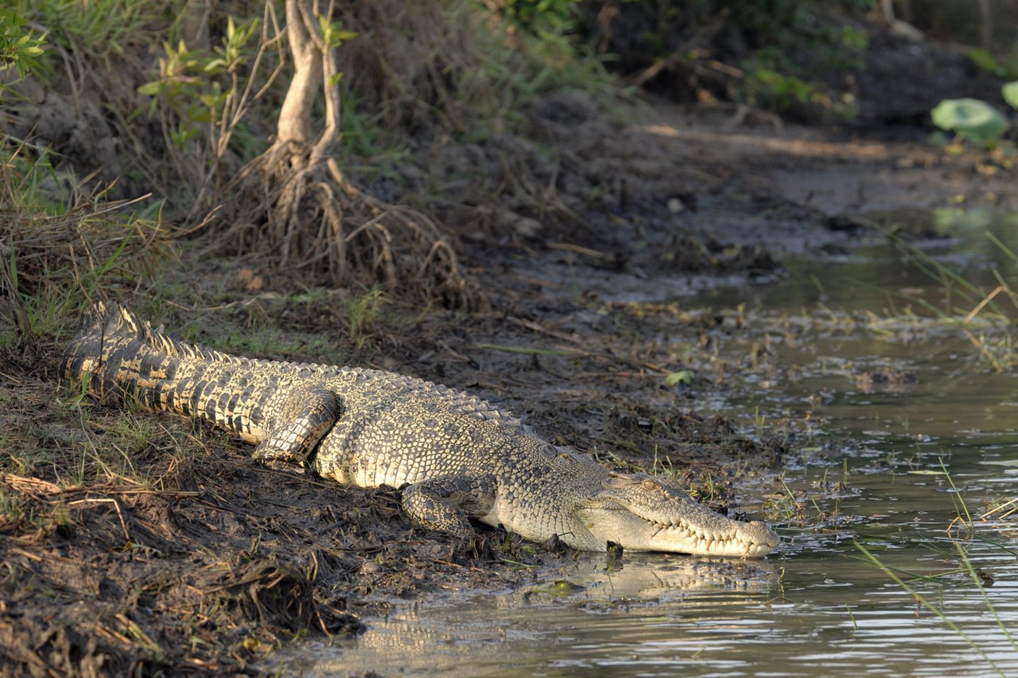  Briaunagalviai krokodilai, kurie gali išaugti iki 7 m ilgio ir sverti daugiau kaip toną, yra dažni atogrąžose Australijos šiaurėje ir per metus nužudo vidutiniškai po du žmones.<br> Wikipedia nuotr.