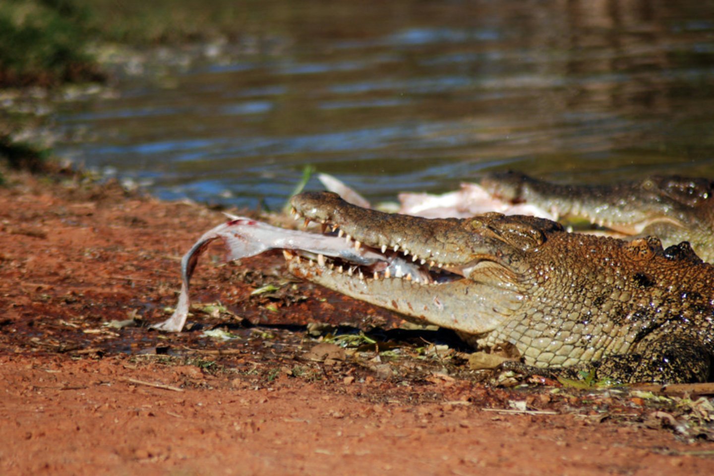  Briaunagalviai krokodilai, kurie gali išaugti iki 7 m ilgio ir sverti daugiau kaip toną, yra dažni atogrąžose Australijos šiaurėje ir per metus nužudo vidutiniškai po du žmones.<br> Wikipedia nuotr.