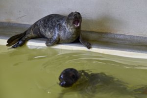 Jūrų muziejuje Klaipėdoje specialistai aiškinsis pilkųjų ruonių žūčių priežastis