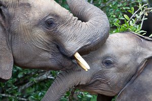 Estijoje – dramblio gelbėjimo operacija: prireikė net 40 karių