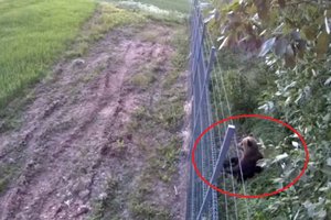 Nufilmuota: meškutė iš Baltarusijos per tvorą bandė patekti į Lietuvą