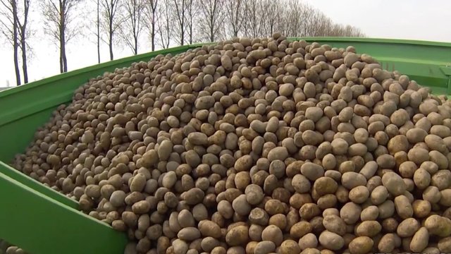 Parodė, kaip auginamos tikrosios lietuviškos bulvės: iš jų ne tik cepelinus sulipdysite