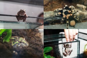 Vieninteliame Lietuvoje nariuotakojų zoologijos sode – tai, ką vargu ar paimtumėte į rankas