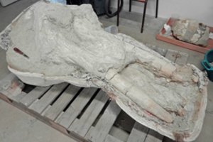 Ūkininkas legendinio gyvūno kaukolę buvo nusprendęs pasilikti sau