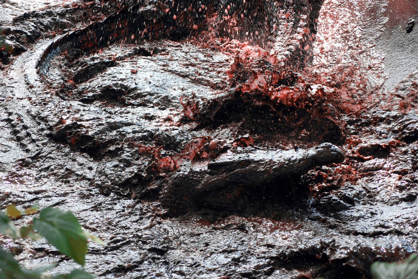  Indonezijoje žmonės papjovė 300 krokodilų.<br> Wikipedia nuotr.