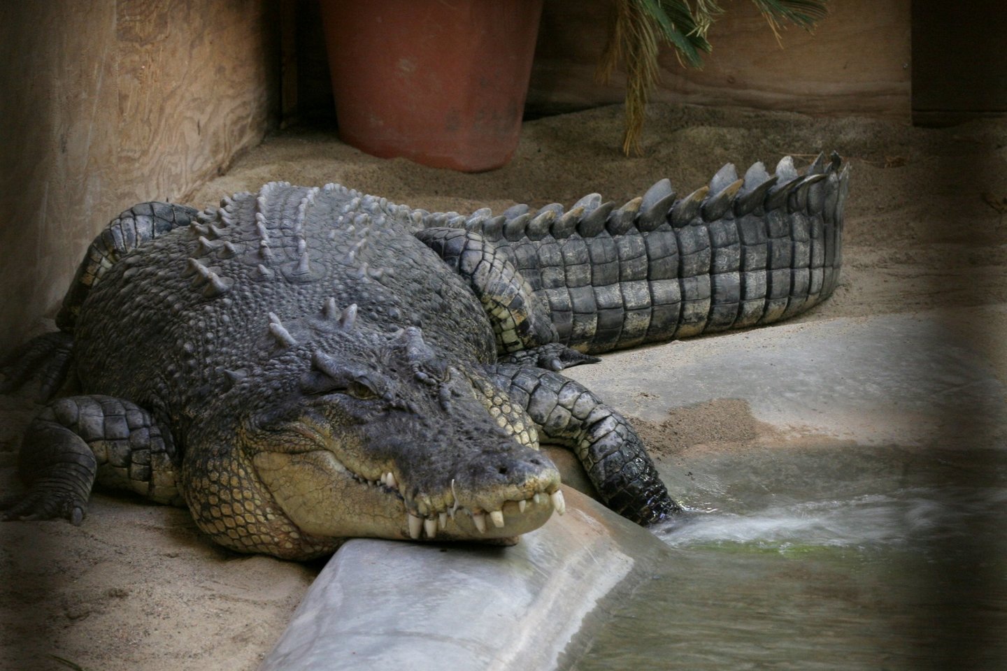  Indonezijoje žmonės papjovė 300 krokodilų.<br> Wikipedia nuotr.