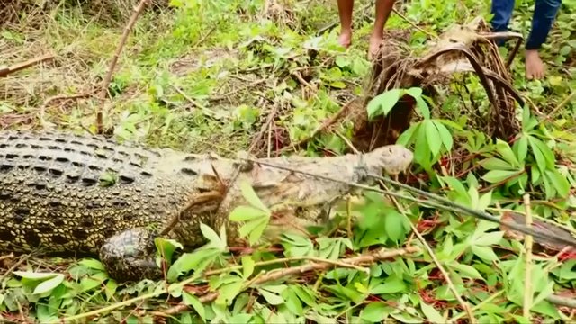 Kerštaujantys Indonezijos kaimo gyventojai nužudė beveik 300 krokodilų