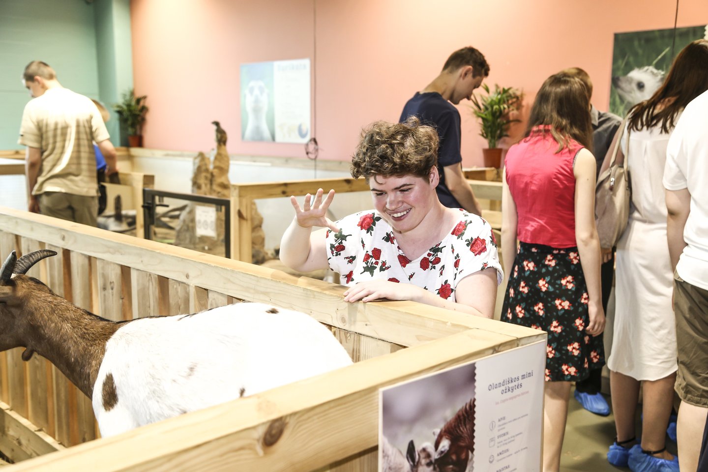 Birželio 22 dieną Zoopark šventė savo pirmąjį gimtadienį, kurio metu visą dieną vyko edukacinės pamokos, skirtos vaikams ir suaugusiems. Visi lankytojai turėjo galimybę nusifotografuoti su Zoopark gyventojais ir pavaišinti juos darbuotojų sukurtais daržovių „tortais“.<br> MiniZoo nuotr.