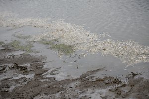 Klaipėdos rajone rasta negyva moteris