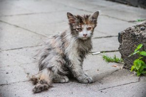 Sostinės centre – širdį veriantis reginys