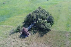 Tokių vaizdų nematė 80 metų: Pamarį nusiaubęs škvalas vartė net ąžuolus