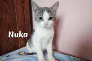 Penkios murklės ieško namų: gal tai jūsų svajonių keturkojis?