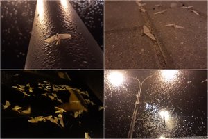 Skubėkite pamatyti: ypatingas reginys sostinėje netrukus baigsis