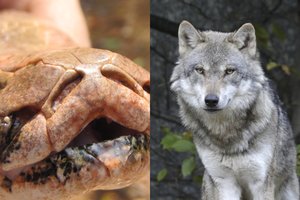 Lenkijoje žmones medžiojusį vilką nustelbė tik miesto centre išsinėręs pitonas