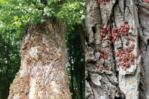 Vabalais apspistą medį išvydęs vyras išsigando: kas tai?
