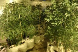 Kauno pareigūnų laimikis – kanapių augintojai ir dokumentų klastotojai