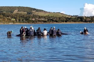 Lenkijoje į pajūrio paplūdimį bangos išmetė negyvą banginį