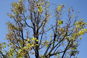 Dendrologas paaiškino, kodėl kauniečiai neturėtų taip garbinti liepų 