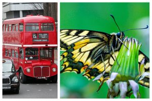 Didžioji Britanija vasarai siūlo neįtikėtiną darbą: įdomu, kiek bus norinčiųjų