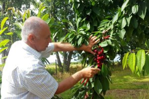 Jei dabar atliksite du darbus – kitąmet trešnių derliaus neturėsite kur dėti