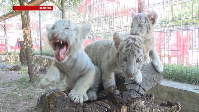 Klaipėdos zoologijos sode – reti baltieji tigrai ir saulėje kaistantys vilkai