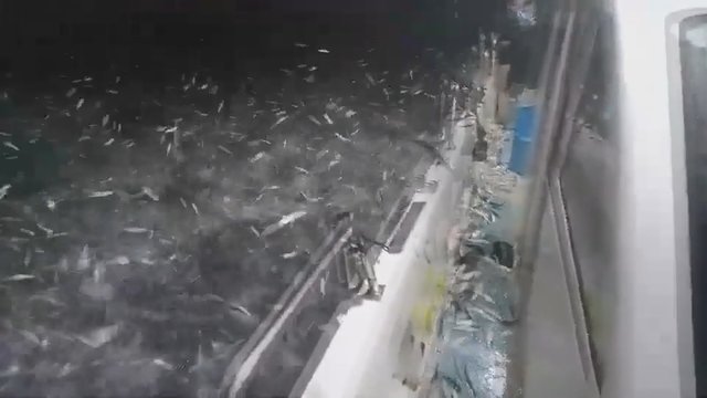 Vaizdas lyg iš siaubo filmo – žvejams buvo sunku patikėti savo akimis