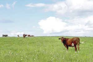 Pieno perdirbėjai: konkuruoti – sunku, dirbti tenka ir nuostolingai