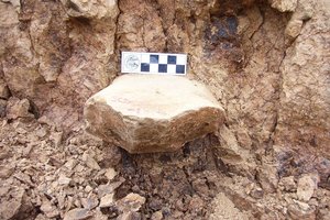 Mokslininkai krapštosi pakaušius: atrodo, žmonija paliko Afriką gerokai anksčiau