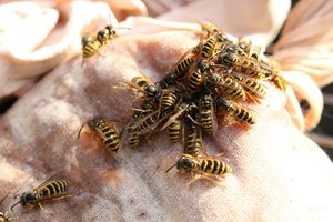 Širšės mirtinai sugėlė šakiškę: perspėja, kaip apsisaugoti