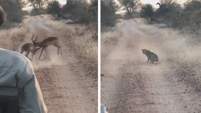 Neįtikėtina antilopių kovos pabaiga be žado paliko turistus