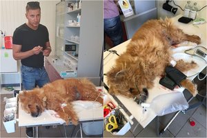 Panevėžyje kraupiai suspardyto šuns išgyvenimo drama baigėsi tragiškai