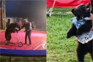 Po skandalingo pasirodymo Klaipėdoje priminė apie nugaišusią M. Zobovo meškutę