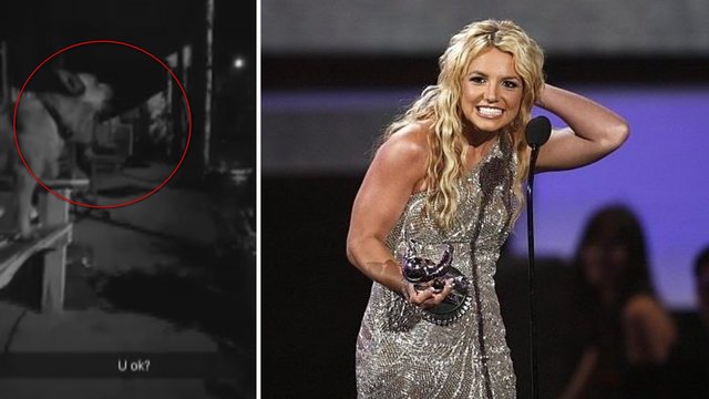 Šuo „sudainavo“ Britney Spears hitą – milijonai internautų eina iš proto