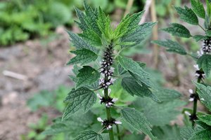 Dilgėlę primenanti žolė stiprina širdį ir ramina geriau, nei valerijonai