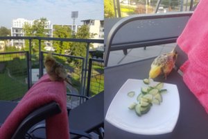 Vilniuje dingusią papūgą paklydėlę geri žmonės sugrąžino namo