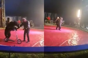 Gyvūnų kankinimu kaltintas N. Zobovas sulaukė juokingos bausmės 