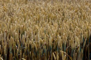 ES teismas išplėtė GMO taisykles naujiems metodams