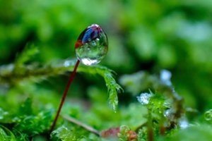 Aukštaitijos nacionaliniame parke aptiktas itin retas radinys iš Raudonosios knygos