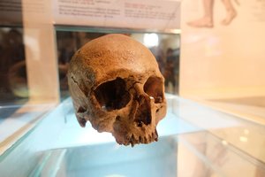 Paneigta dar viena žmogiškosios evoliucijos teorija. Darwinas klydo?