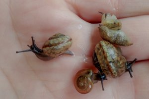 Sodininkų siaubas – sraigės ir šliužai: mokslininkė patarė, kaip atsikratyti šių parazitų