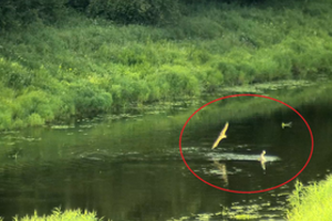 Šakių rajone užfiksavo labai retą ir kraupią gyvosios gamtos dramą