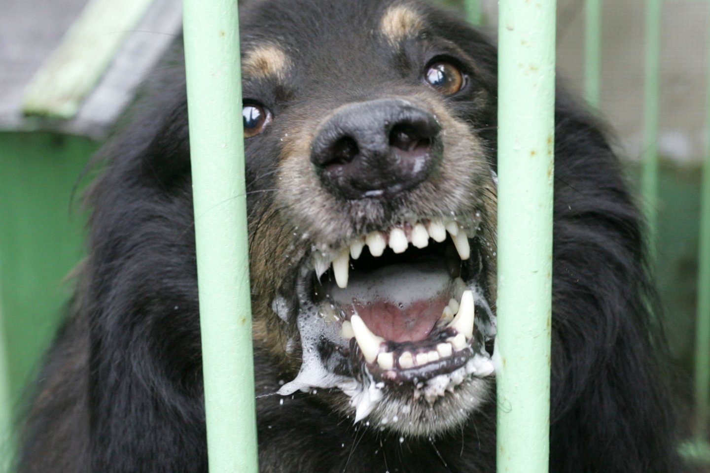 Dažniausiai žmonės nukenčia nuo agresyvių šunų.<br>M.Patašiaus nuotr.