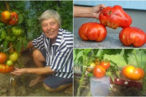 Jau dvidešimt metų alytiškės šiltnamyje noksta išskirtiniai  pomidorai 