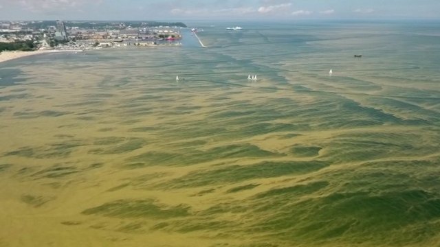 Baltijos jūroje prisiveisė nuodingų bakterijų: imamasi drausti maudynes 