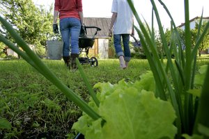 Suskaičiavo, kiek lietuvių užsiima daržininkyste – smagu