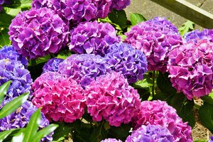 Norite, kad hortenzijų grožis susuktų galvas – prisiminkite esminį dalyką