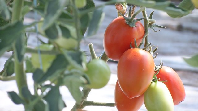 Pomidorų ABC: kaip išsirinkti geriausią rūšį ir tobulai užauginti