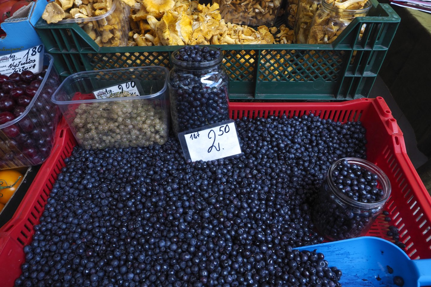  Žmones stebinusios pirmųjų šiais metais grybų kainos atslūgo ir dabar mėlynių ar voveruškų litras vidutiniškai parduodamas už 3 eurus.<br>V.Ščiavinsko nuotr.