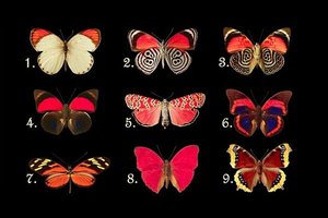 Pasirinkite drugelį – sužinosite, kas trukdo jūsų laimei