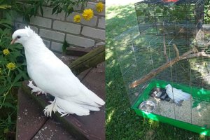 Iš Kauno rajono – pagalbos šauksmas: atklydo žieduotas balandis, ieško šeimininkų